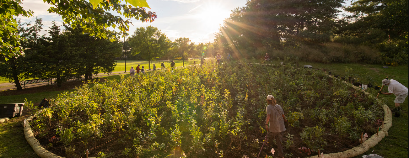 Lunch & Learn Webinar: Mini-Forest Revolution - Rewilding our Communities for Climate Resilience